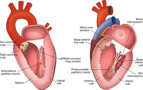 What Should You Know About Premature Ventricular Contractions Before Seeking Treatment?
